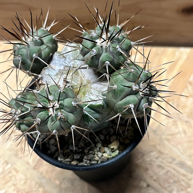 コピアポア シネレア 黒王丸 実生 | GREEN LUCK