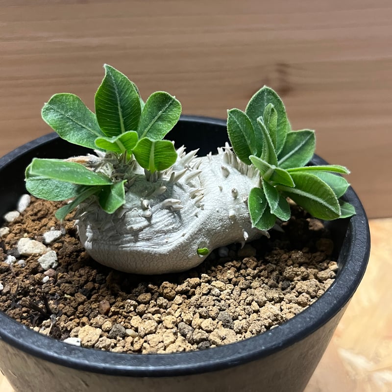 パキポディウム 恵比寿笑い | GREEN LUCK