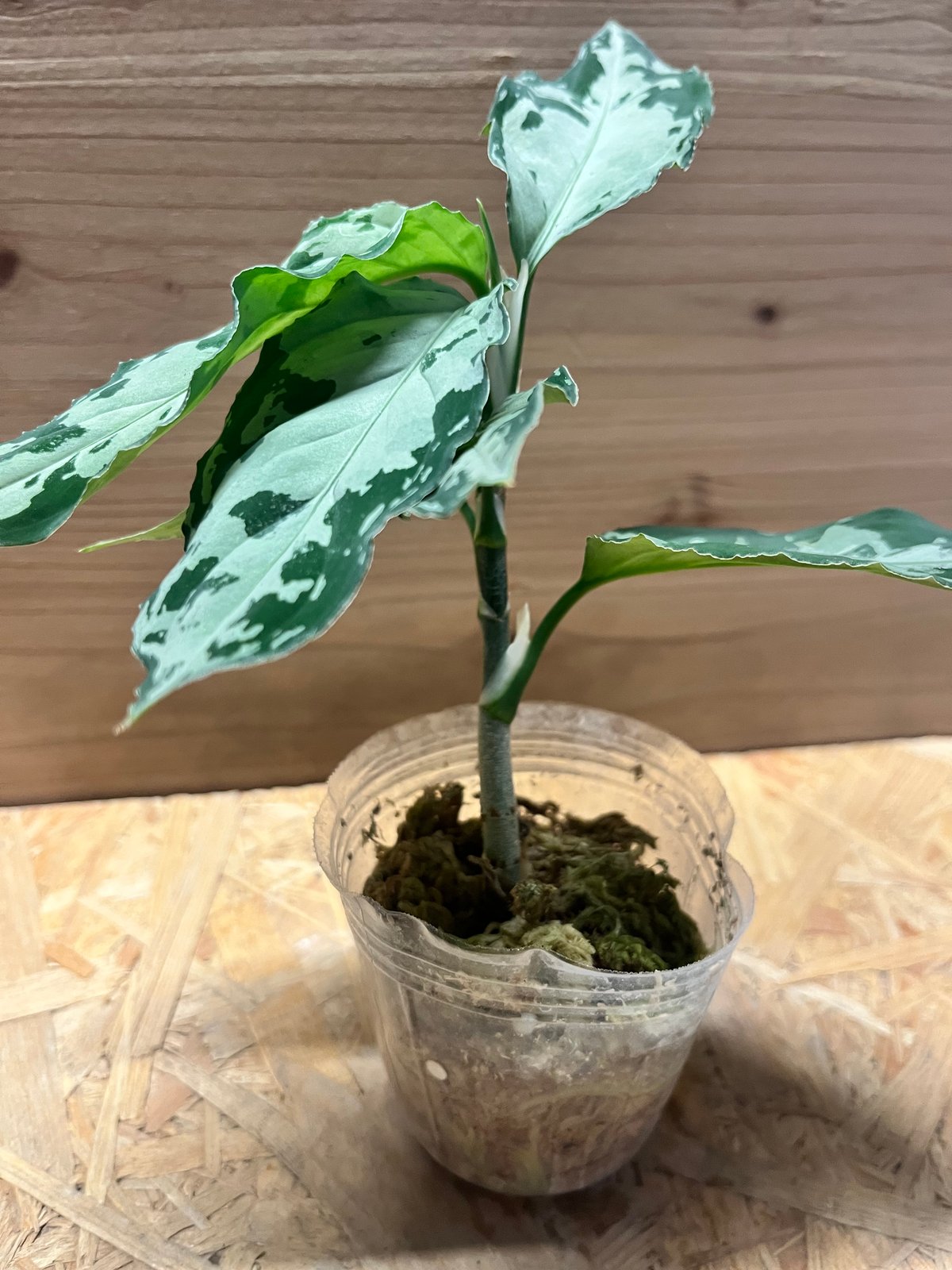 アグラオネマ ピクタム トリカラー 'ブラック' | GREEN LUCK