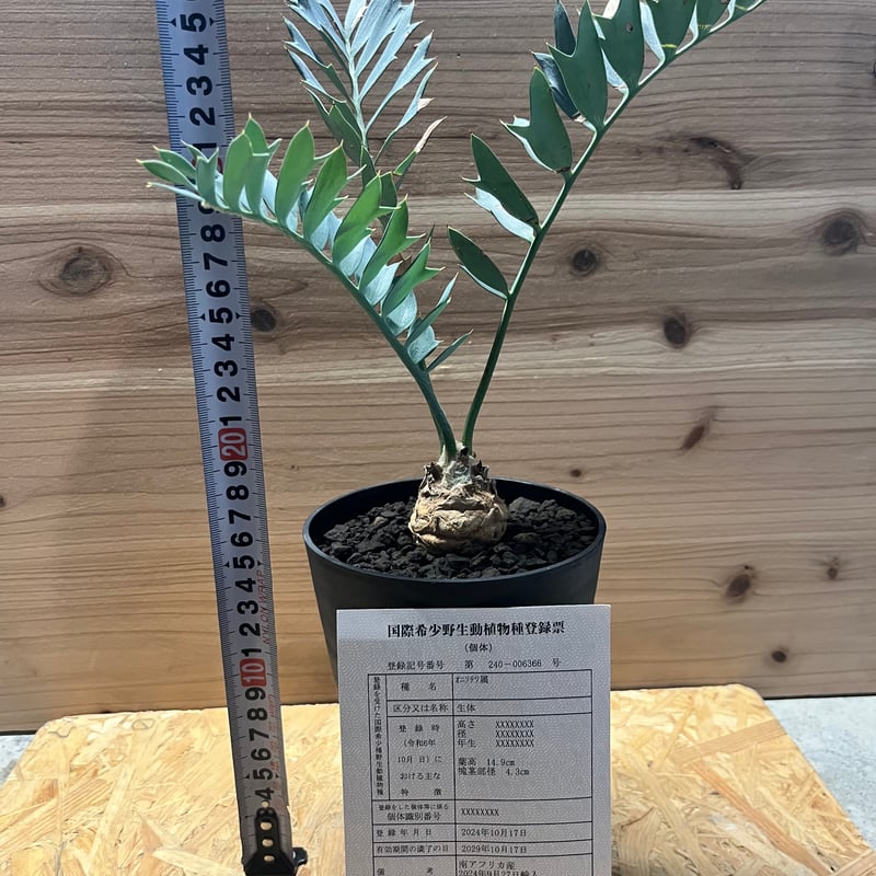 エンセファラルトス ホリダス | GREEN LUCK