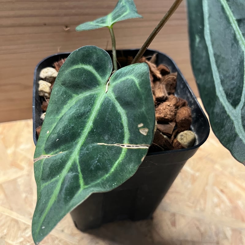 アンスリウム カーラブラッキー ワイルド | GREEN LUCK