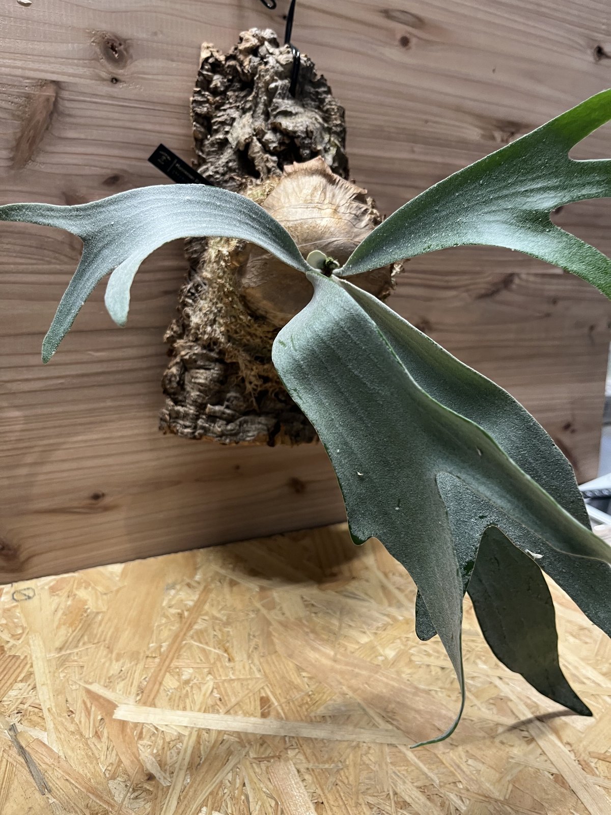 ビカクシダ E-1 白ビフ sp.White | GREEN LUCK