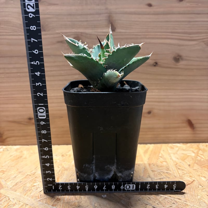 アガベ チタノタ オテロイ オアハカ実生 | GREEN LUCK