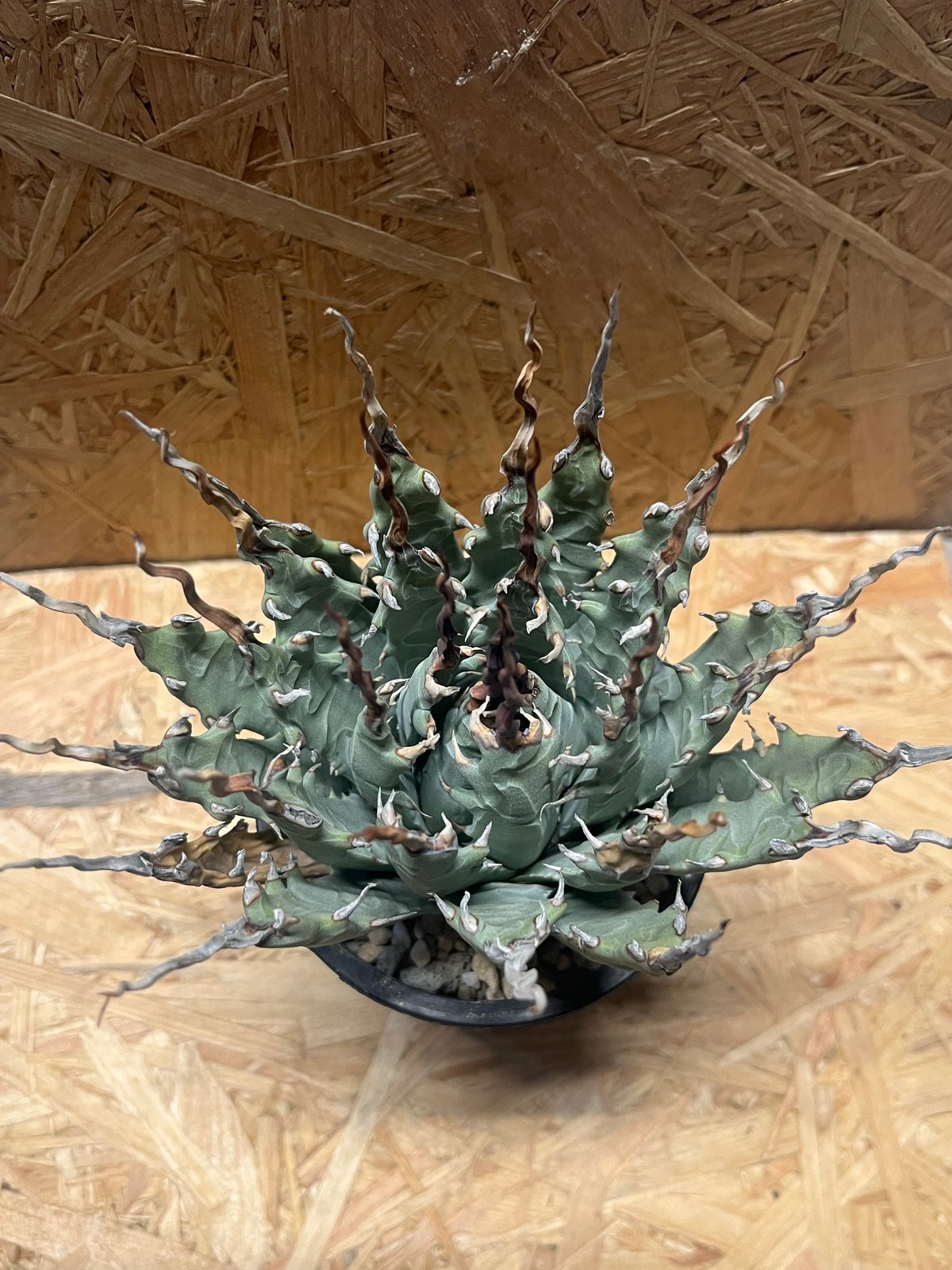 アガベ ユタエンシス エボリスピナ 陽炎 未発根 | GREEN LUCK