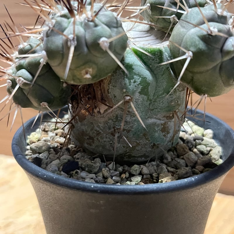 コピアポア シネレア 黒王丸 実生 | GREEN LUCK