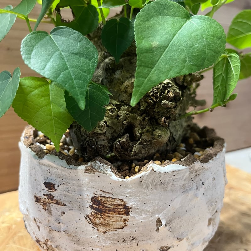 オオハマボウ （ユウナ） | GREEN LUCK