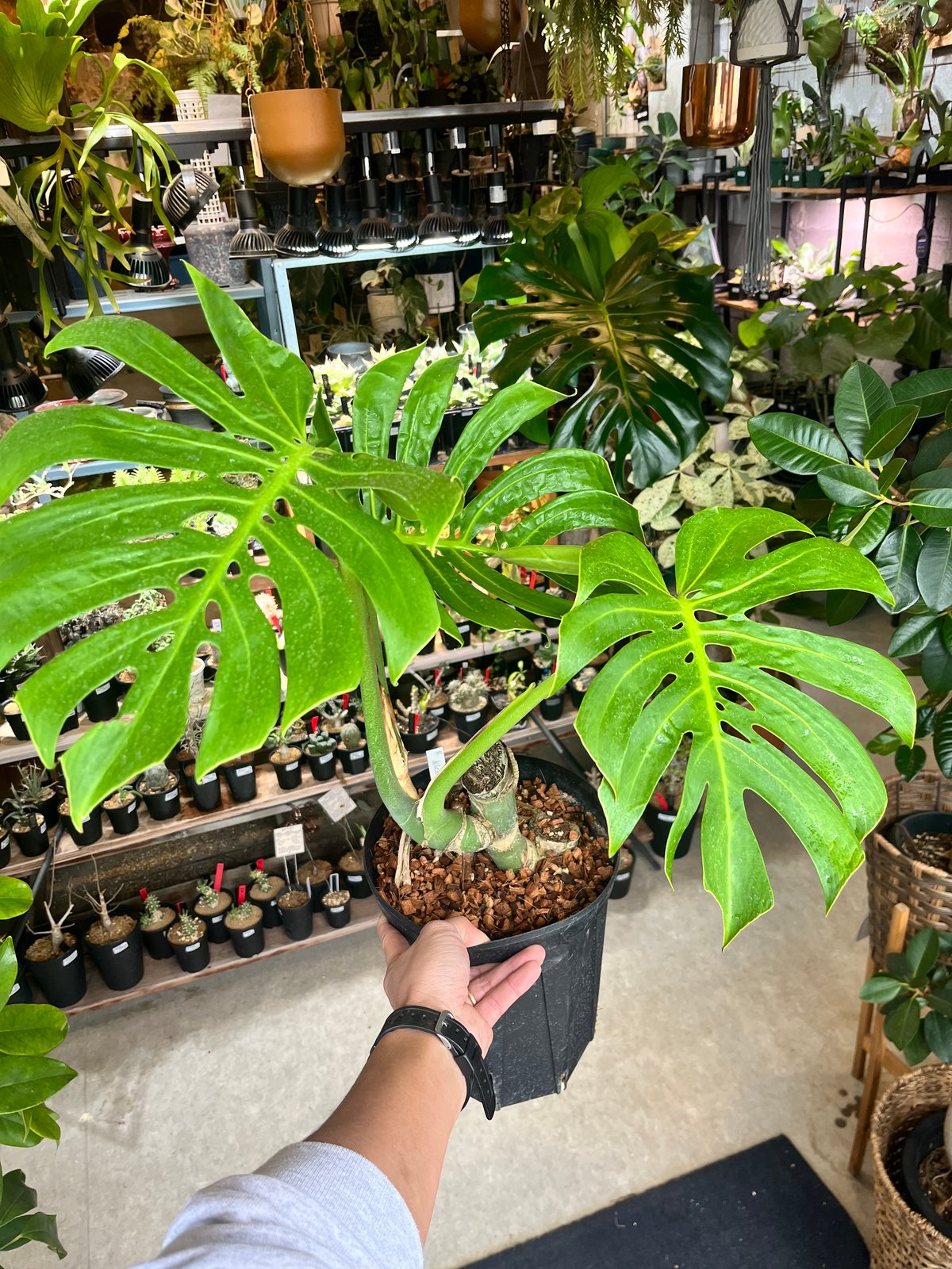 モンステラ デリシオーサ マクロコズム | GREEN LUCK