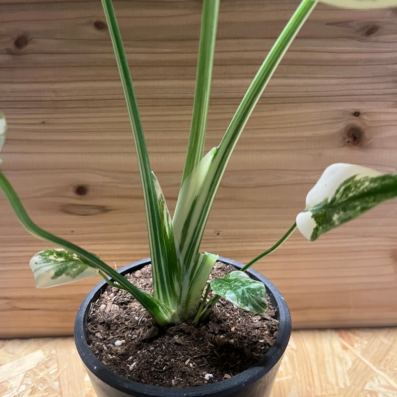 斑入りモンステラ タイコンステレーション 極斑タイプ | GREEN LUCK