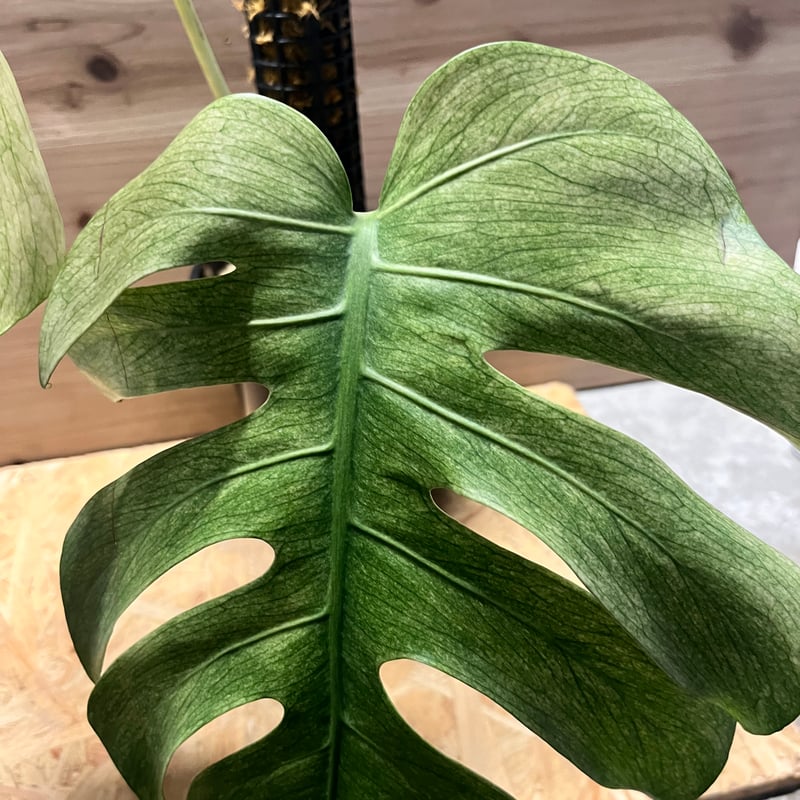モンステラ フルミント | GREEN LUCK