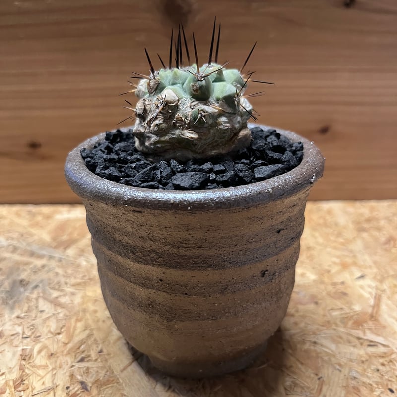 コピアポア シネレア 黒王丸×伝市鉢 | GREEN LUCK