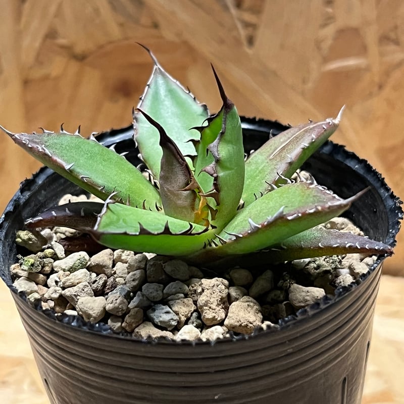 アガベ ホリダ 実生 | GREEN LUCK