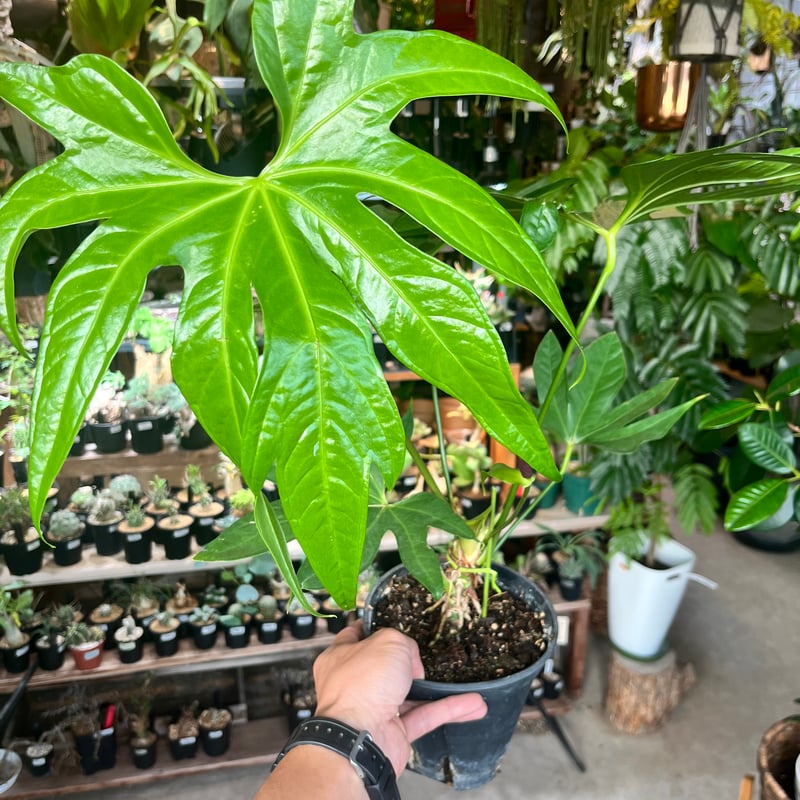 アンスリウム ペダトラディアツム | GREEN LUCK