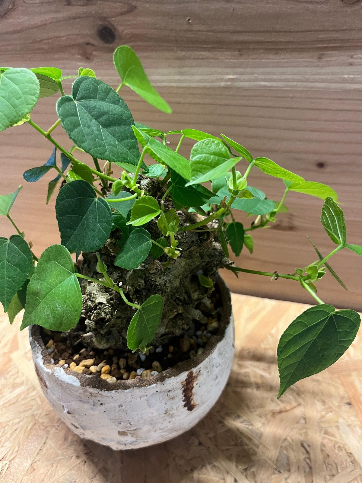 オオハマボウ （ユウナ） | GREEN LUCK