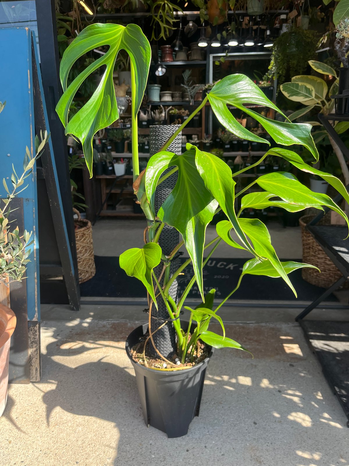 モンステラ バールマルクスフレーム | GREEN LUCK