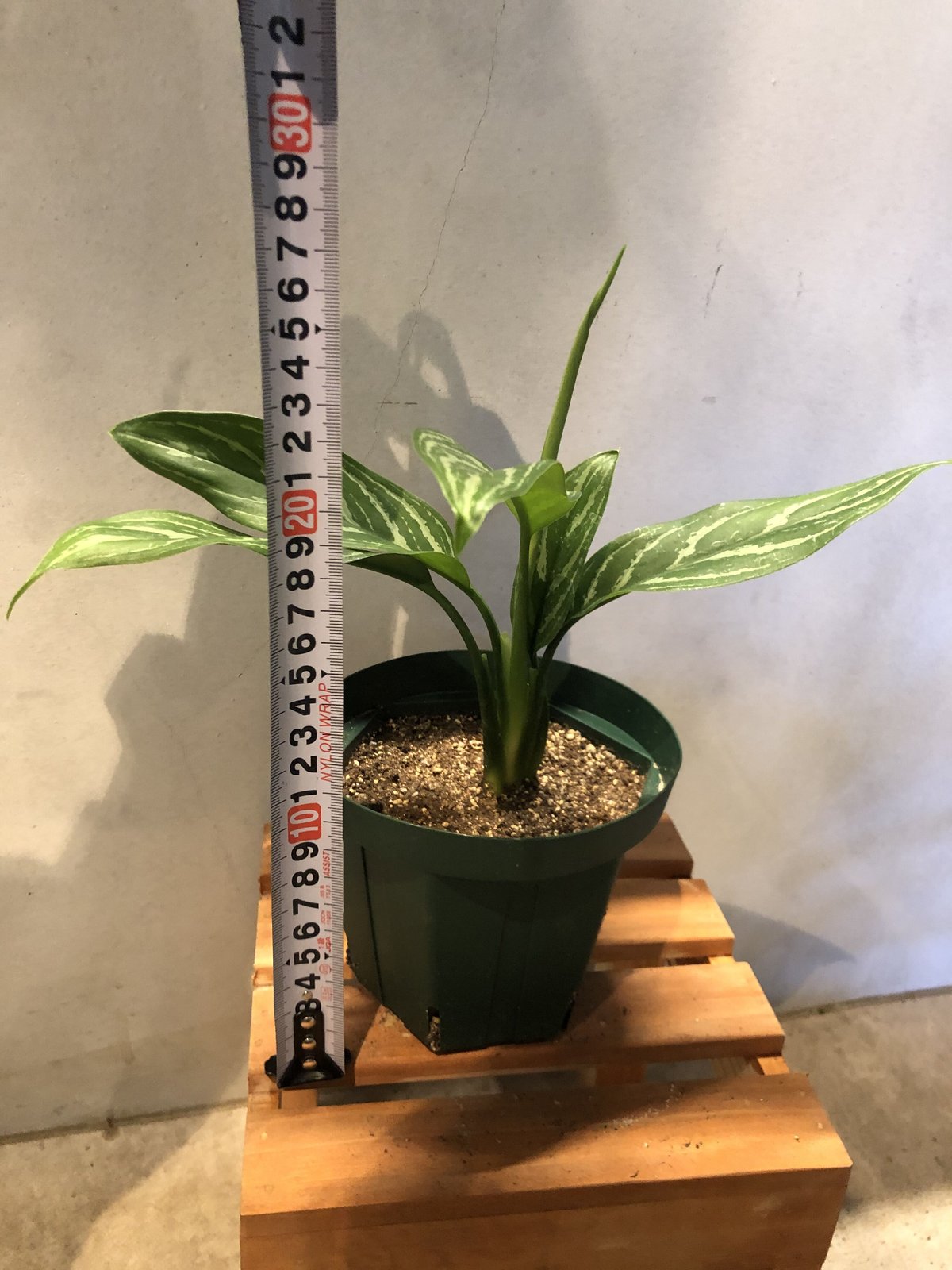 アグラオネマ カーティシー | GREEN LUCK