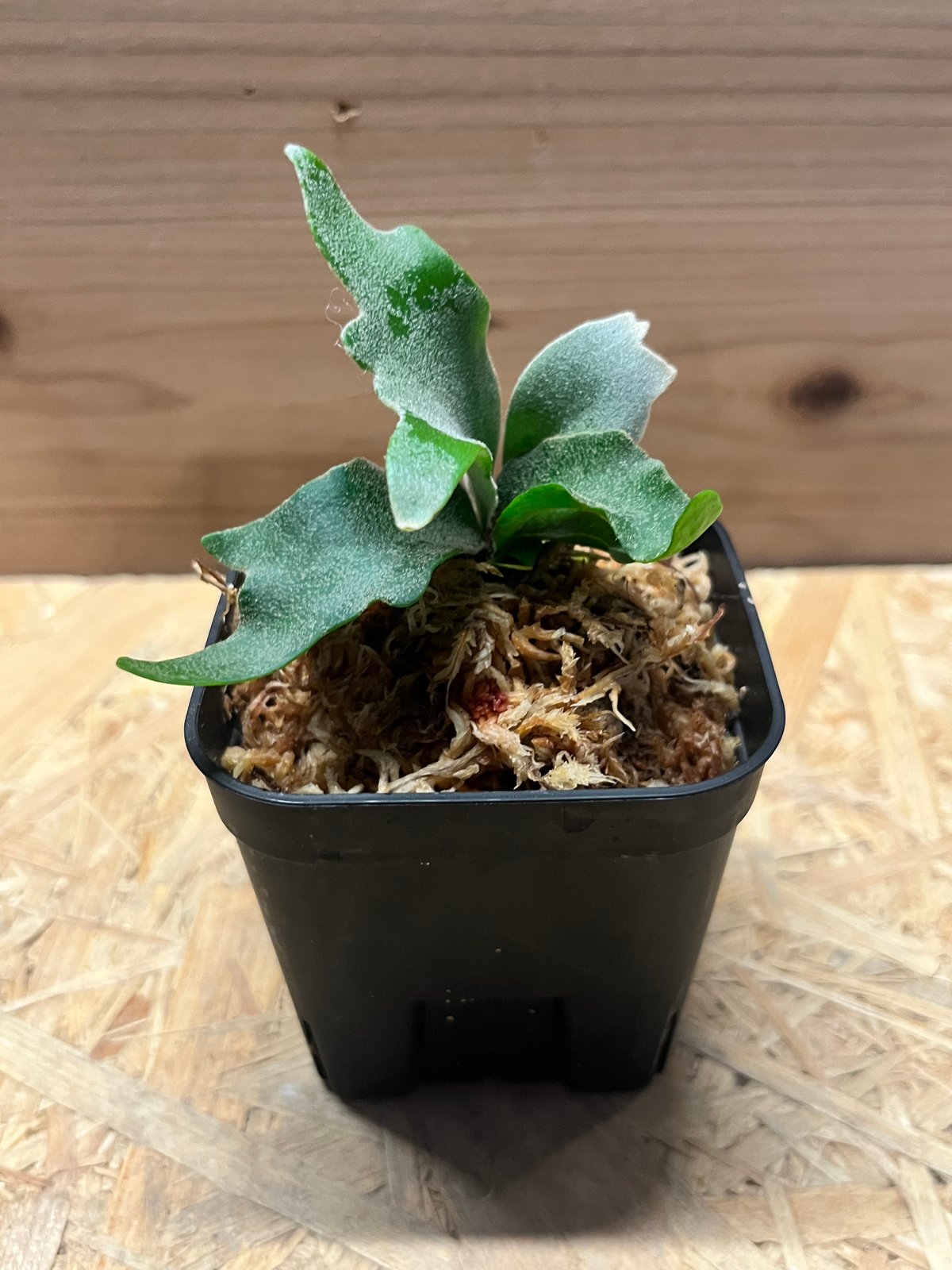 ビカクシダ イエロームーンドワーフ スポア | GREEN LUCK