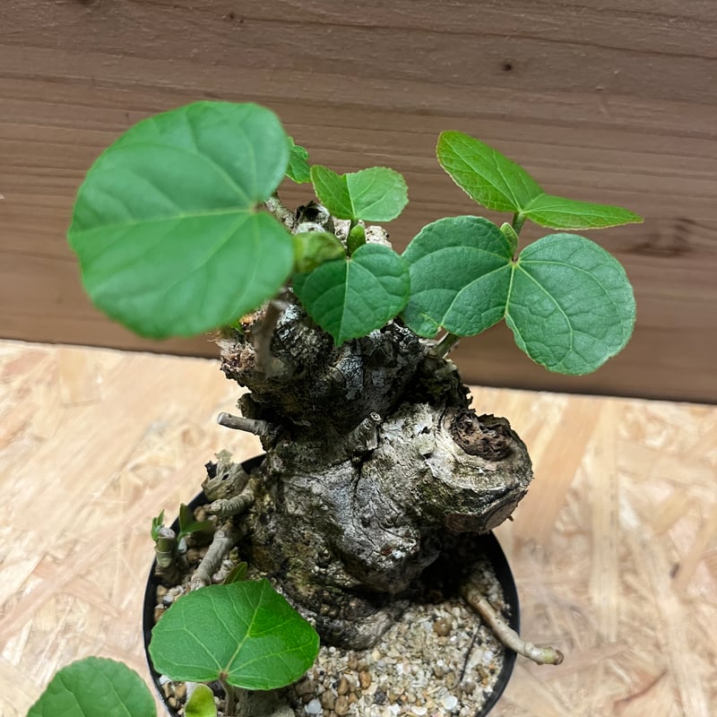 オオハマボウ | GREEN LUCK