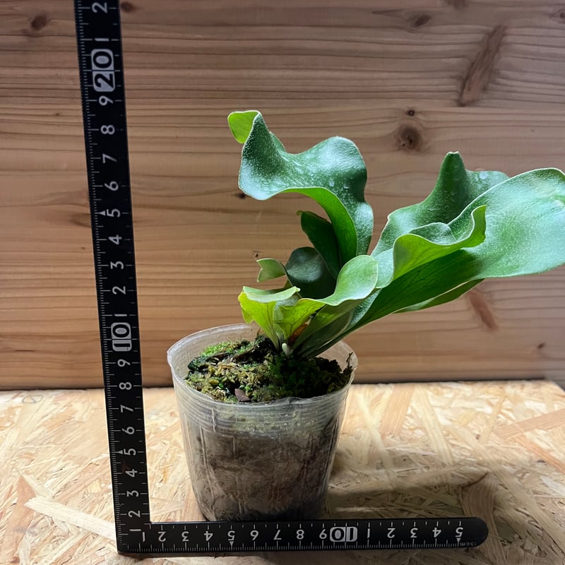 ビカクシダ ヒリー ドラゴン | GREEN LUCK