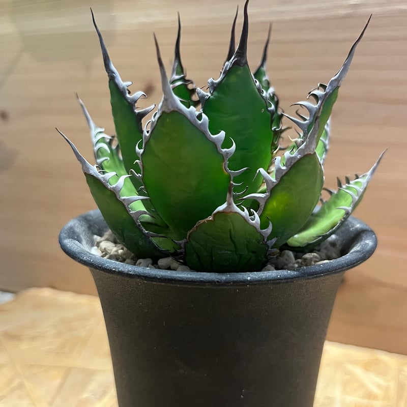 アガベ ホリダ 陽炎タイプ | GREEN LUCK