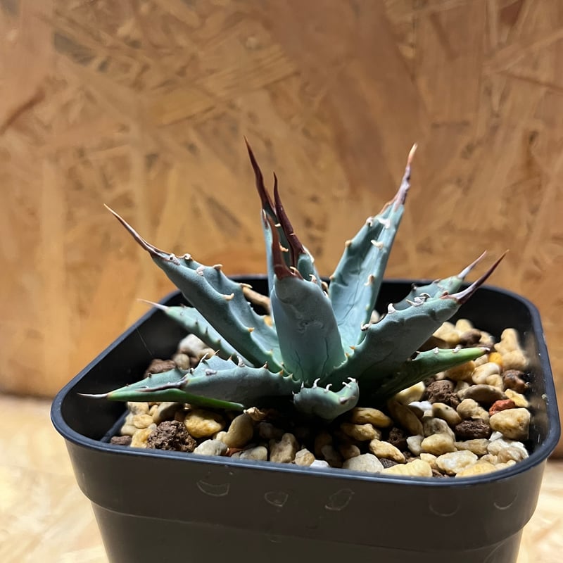 アガベ ユタエンシス エボリスピナ×（イシスメンシス×ネバデンシス