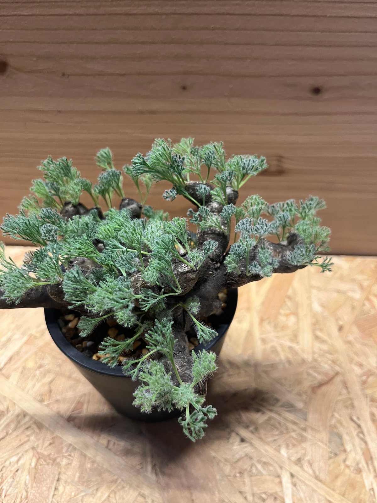 モンソニア ムルチフィダ | GREEN LUCK