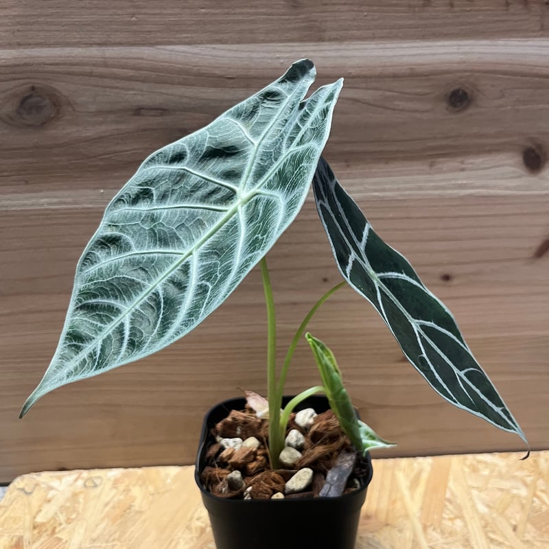 アロカシア ワトソニア ライトニング | GREEN LUCK