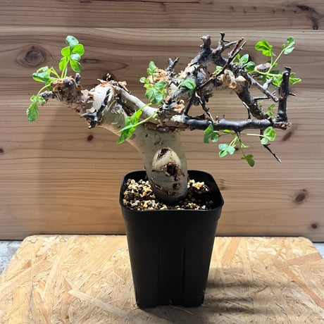 ピュアカタフ | STORES