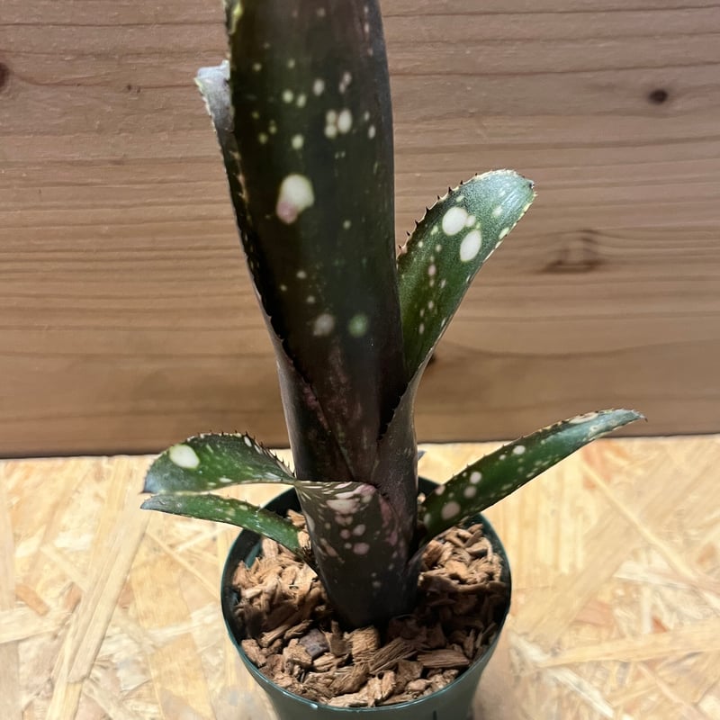 ビルベルギア 'ディッピンドッツ' | GREEN LUCK