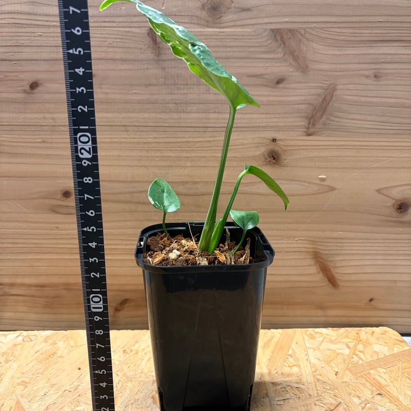 モンステラ デリシオーサ 'バルバソー' | GREEN LUCK