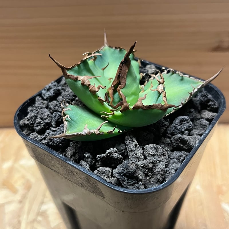 アガベ チタノタ 'NO NAME' | GREEN LUCK