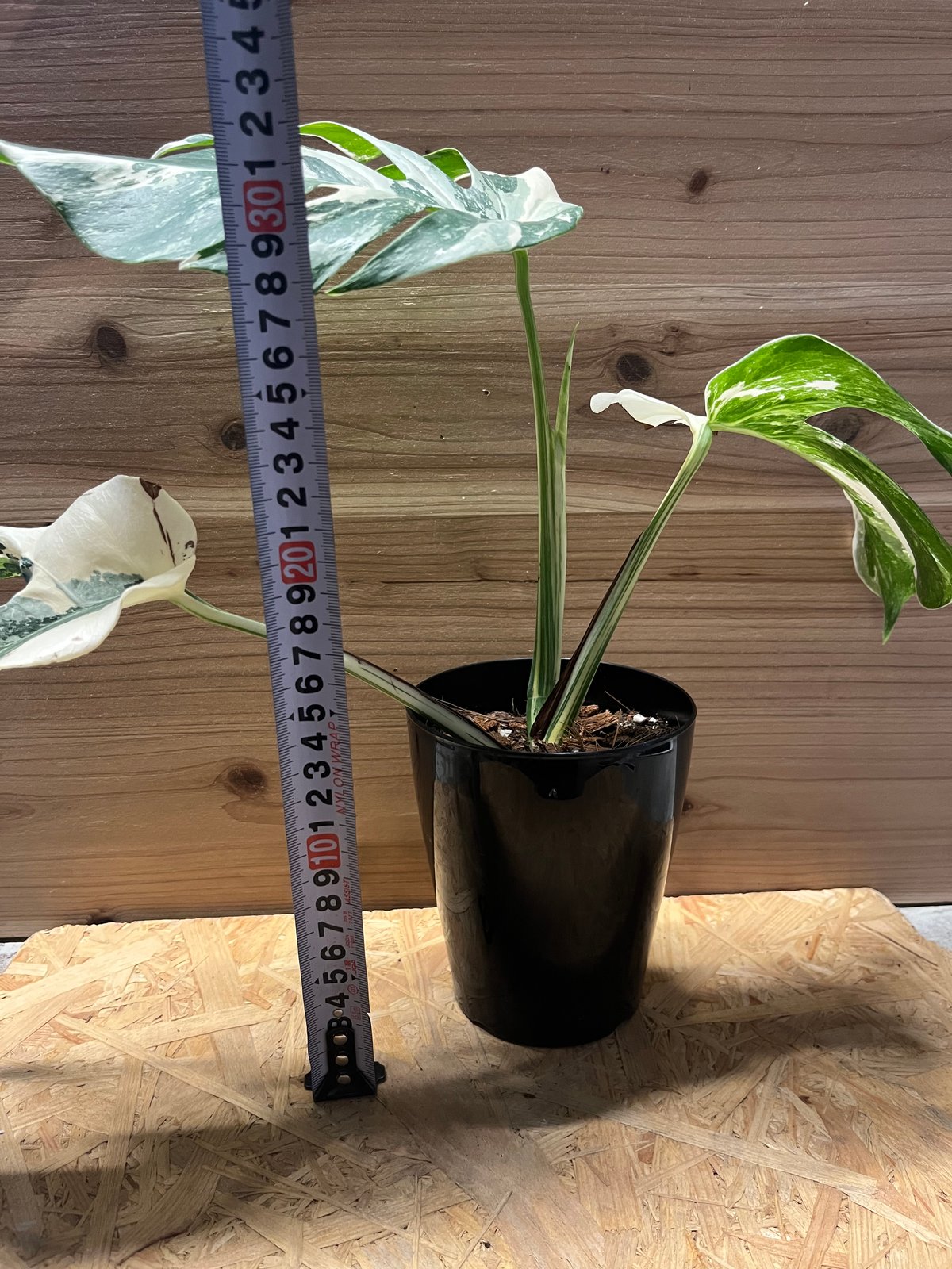 斑入りモンステラ ボルシギアナ ホワイトタイガー | GREEN LUCK