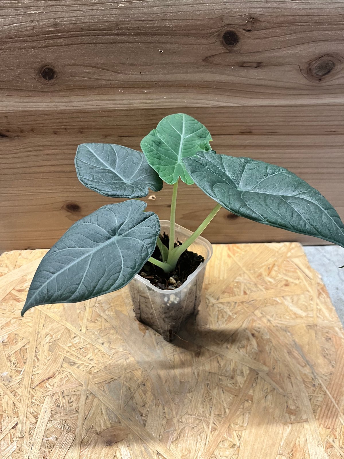 アロカシア マハラニ | GREEN LUCK