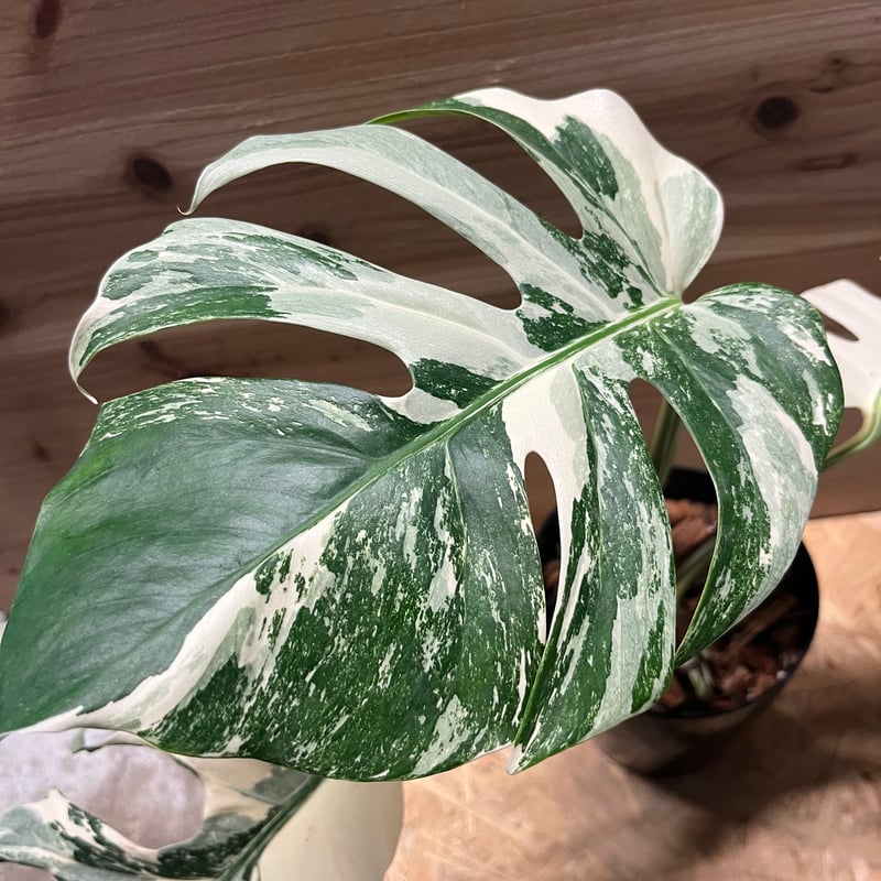 斑入りモンステラ ボルシギアナ ホワイトタイガー | GREEN LUCK