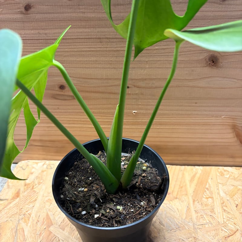 モンステラ デリシオーサ 実生変異 | GREEN LUCK