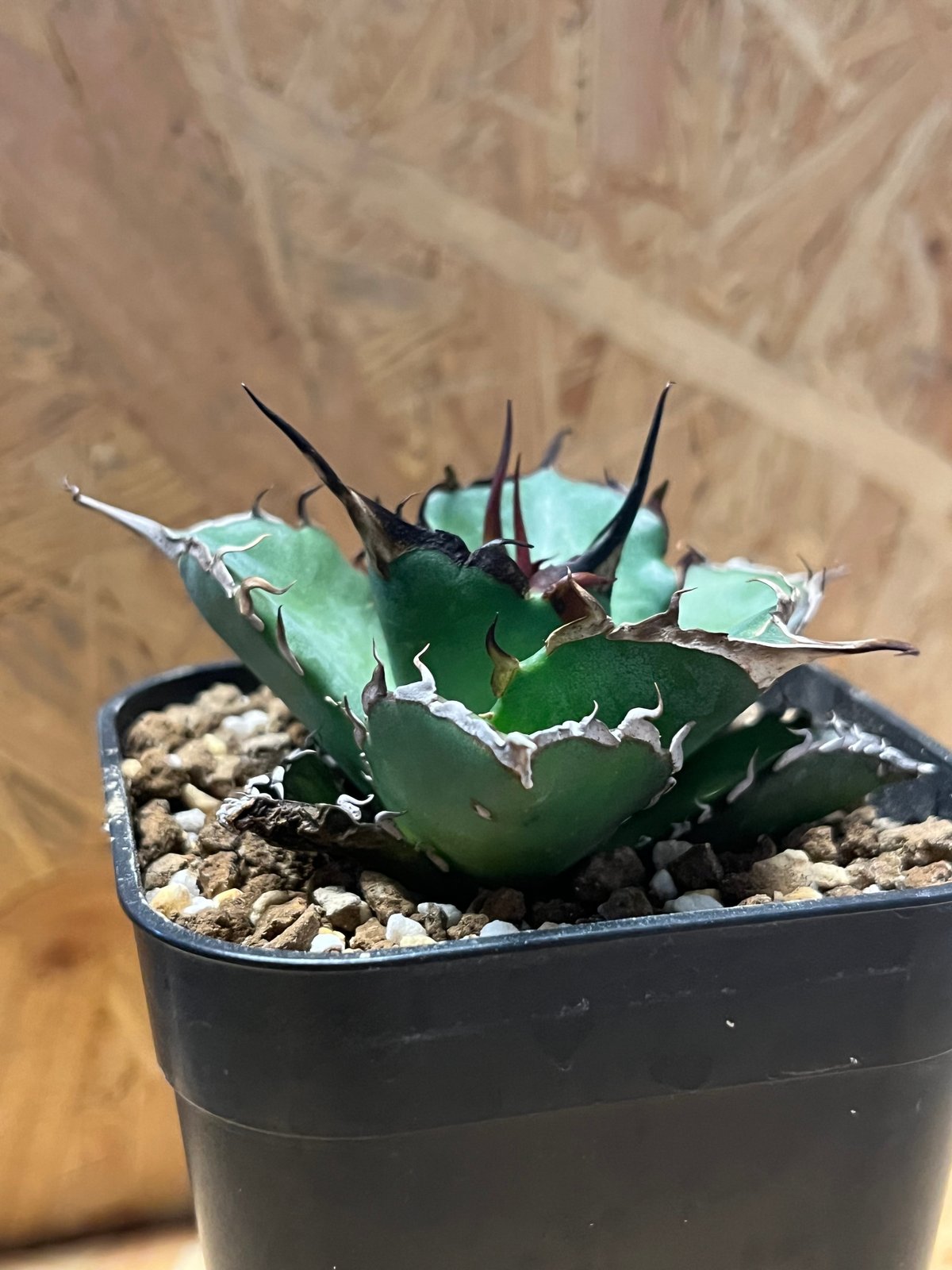 アガベ チタノタ ハデス 黒帝斯 恐竜牙歯 | GREEN LUCK