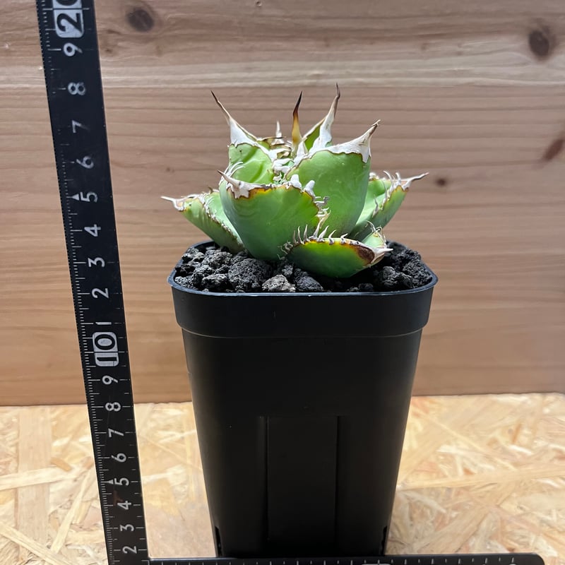 アガベ チタノタ イタリア 'NO NAME' | GREEN LUCK