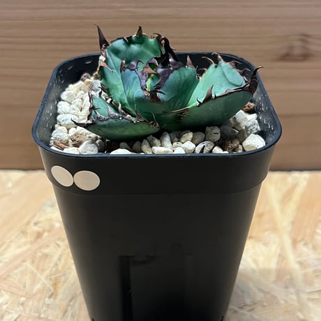 ブルーボール | STORES