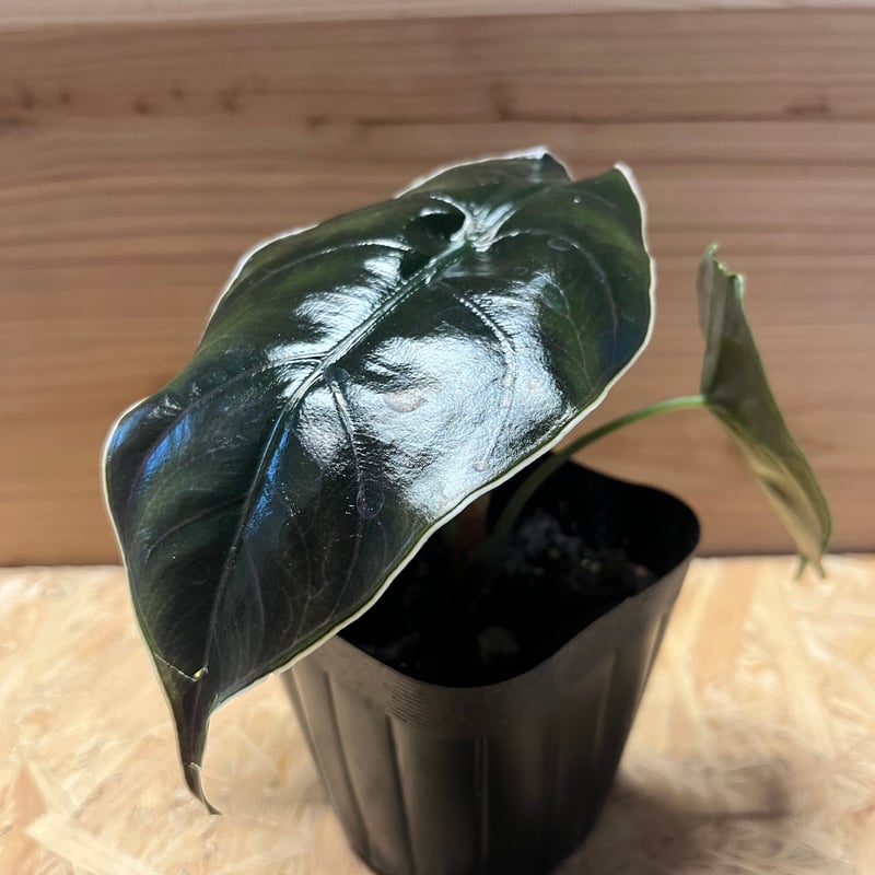 アロカシア アズラニー | GREEN LUCK