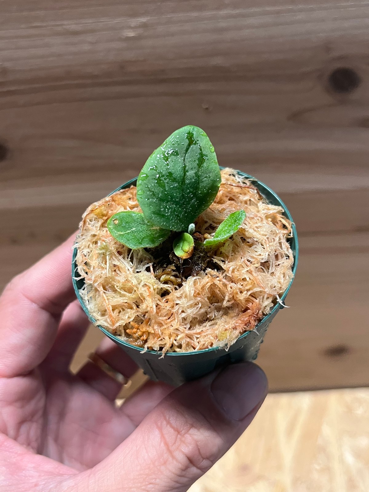 ビカクシダ フィッシュボーン | GREEN LUCK