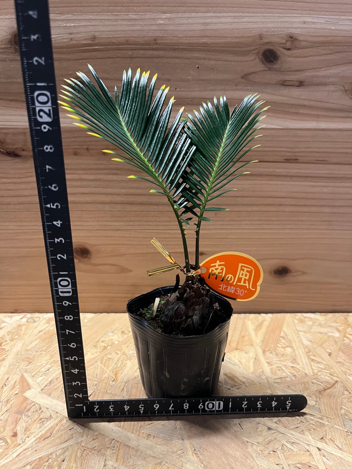 fit=scale-down,w=1200