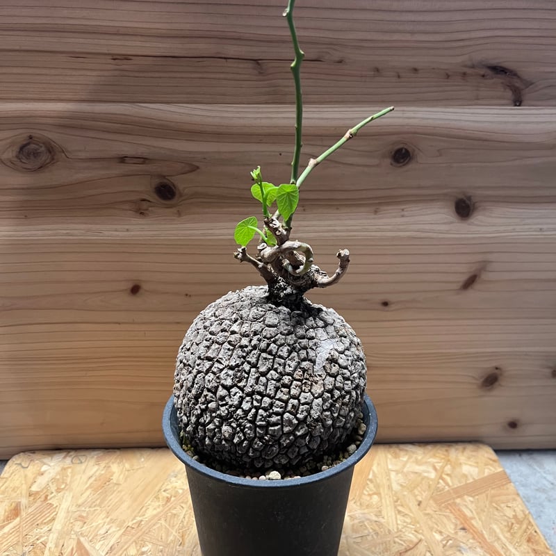 ステファニア スベローサ | GREEN LUCK