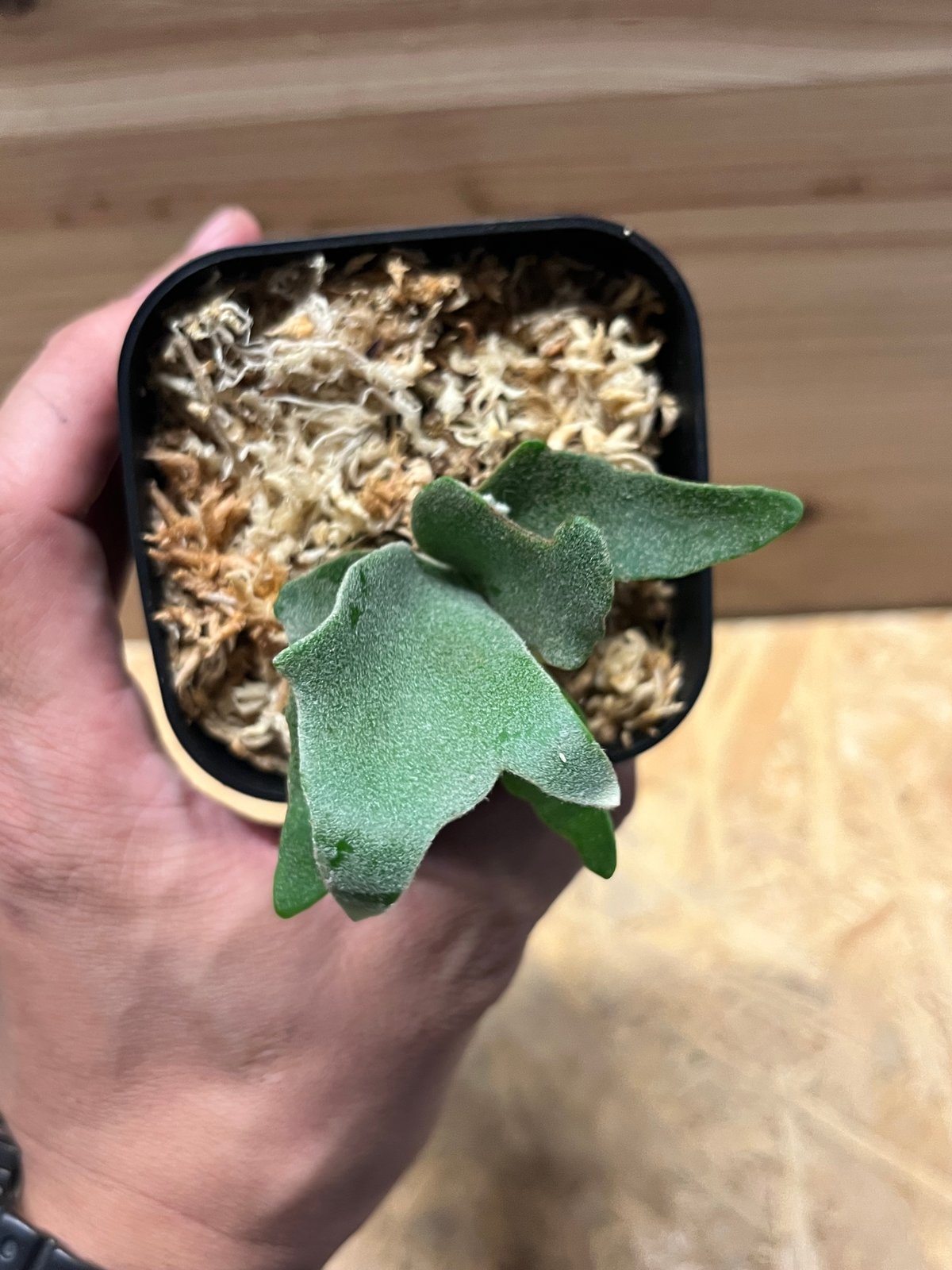 ビカクシダ イエロームーンドワーフ スポア | GREEN LUCK