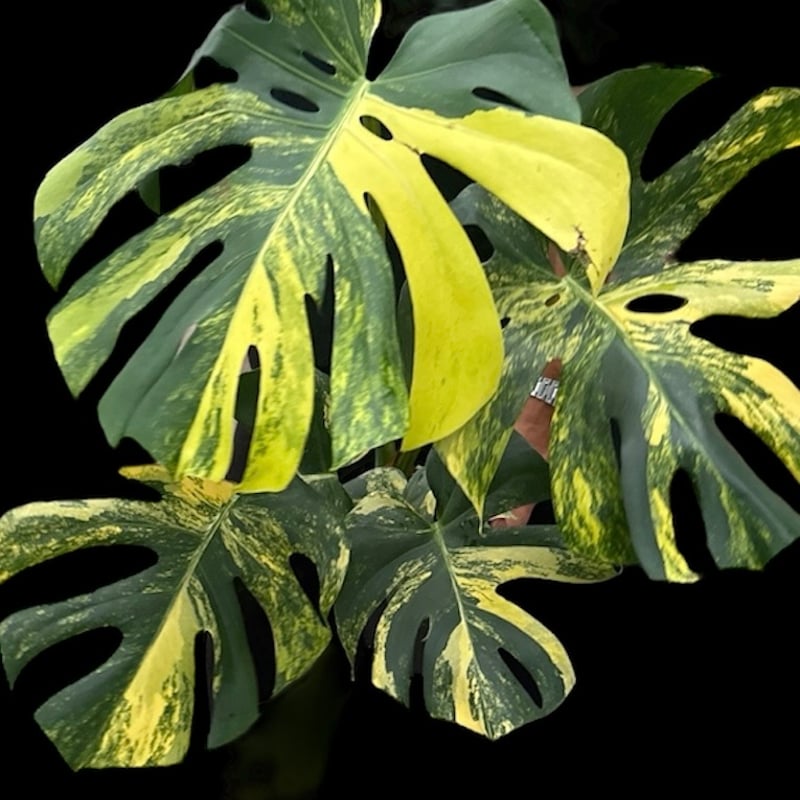 モンステラ デリシオーサ 'イエローマリリン' | GREEN LUCK