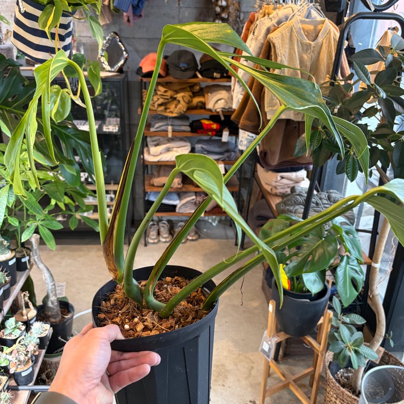 モンステラ 'バールマルクスフレーム' | GREEN LUCK