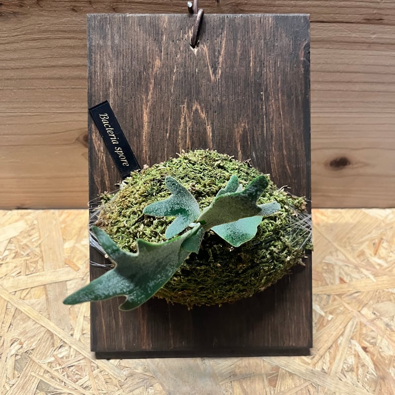 ビカクシダ バクテリア スポア | GREEN LUCK