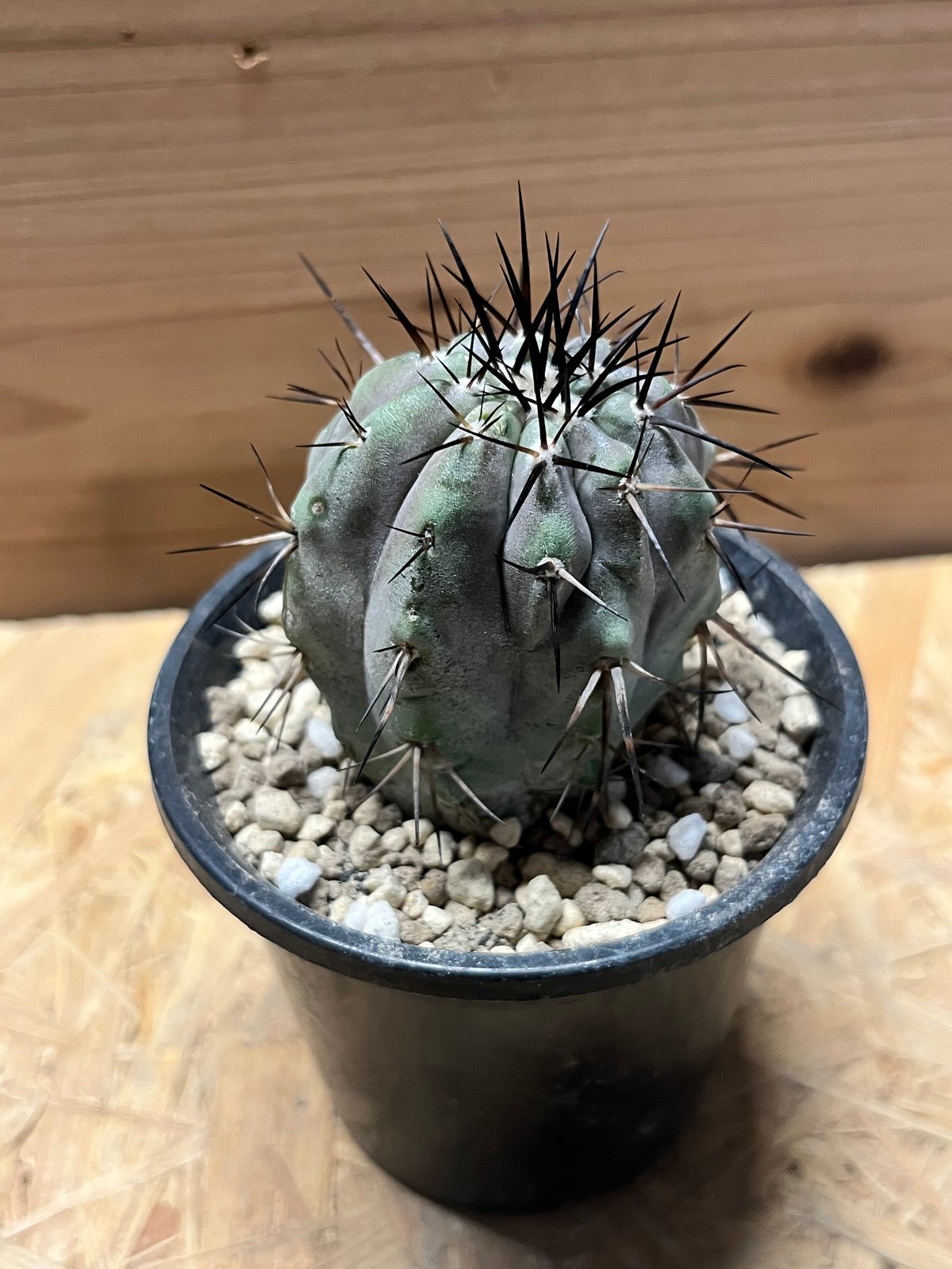 コレクション】コピアポア シネレア 黒王丸 現地球カキコ 横幅6㎝ 白肌