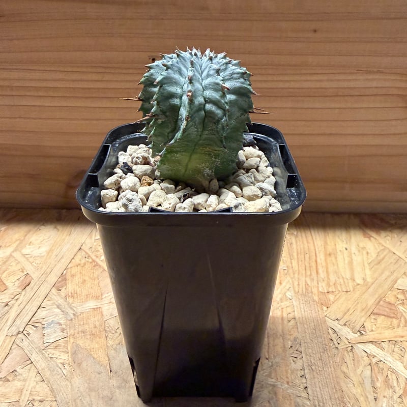 ユーフォルビア ホリダ ゼブラホリダ | GREEN LUCK