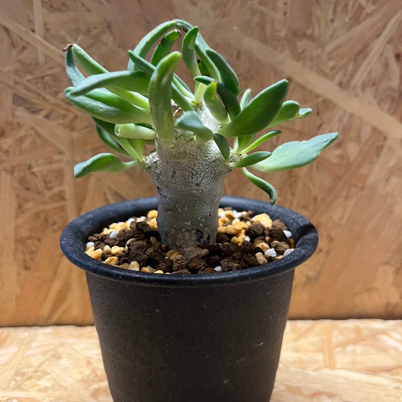 チレコドン レティキュラーツス 万物想 実生 | GREEN LUCK