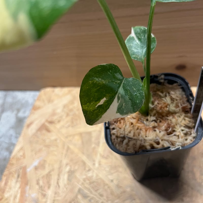 斑入りモンステラ デリシオーサ クリームブリュレ | GREEN LUCK