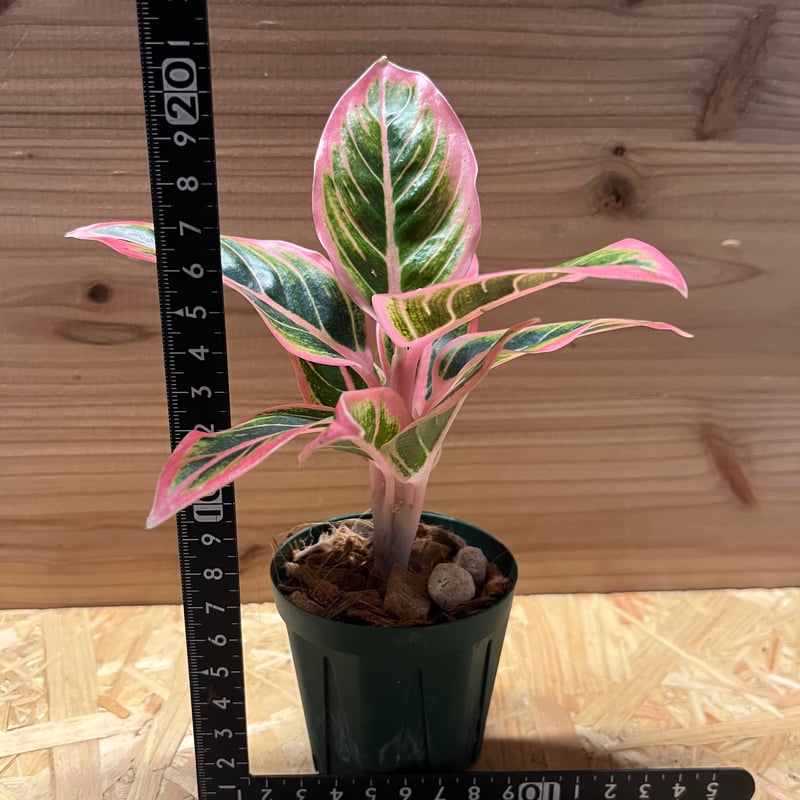 アグラオネマ ロータスデライト | GREEN LUCK